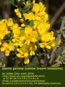 Photo of Yellow Broom flowers